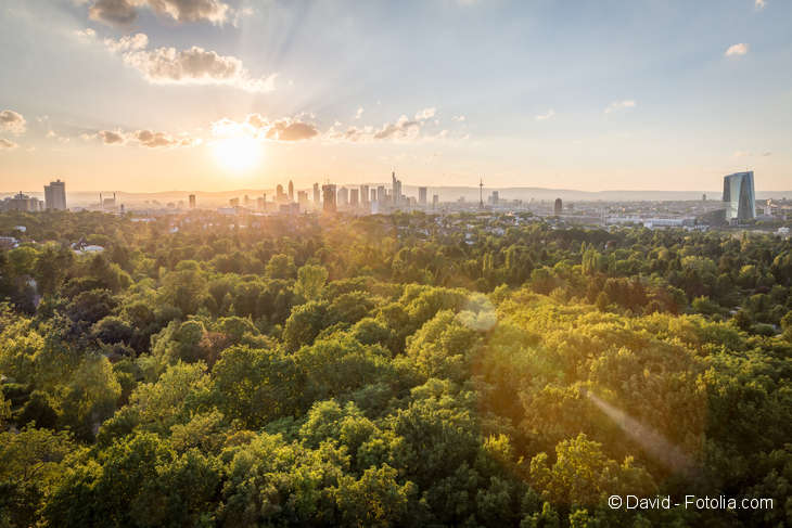 There are many trees in the foreground and there is a skyline of a metropolis in the background.