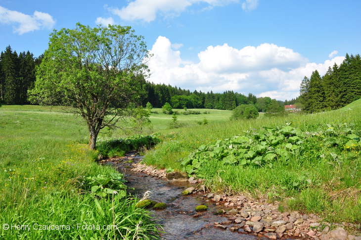 There is a small stream and on the right side a small tree surrounded by a meadow and a forest.